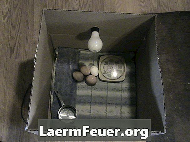 Kā veidot vienkāršu inkubatoru cāļiem, izmantojot lampu