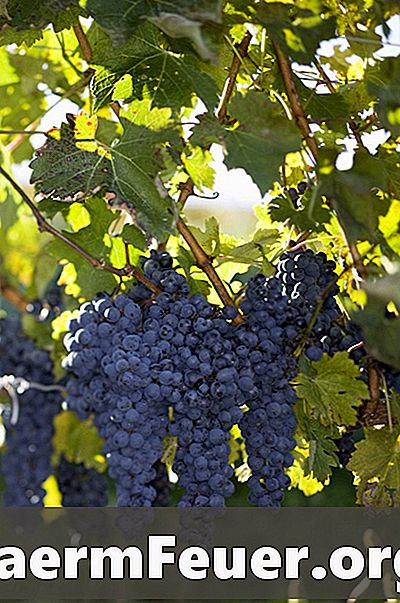 Bagaimana Membina Pergola untuk Vines