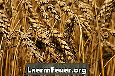 Как да се консумират сурови пшенични зародиши