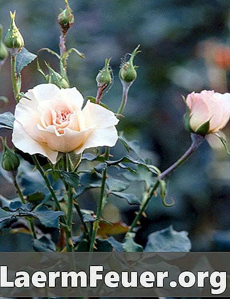 Remedier för svampar i rosenbuskar