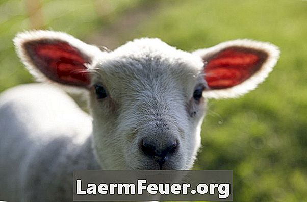 Come controllare la dissenteria negli agnelli