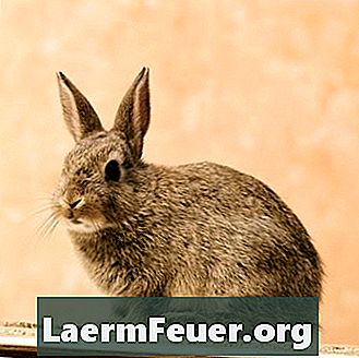 Come controllare gli odori di un coniglio domestico