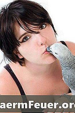 Как да изрежете ноктите на сив папагал