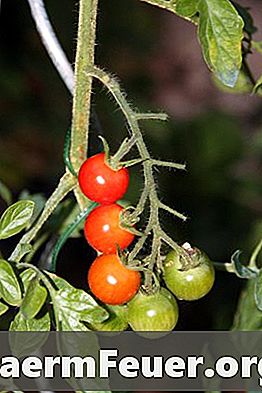 Como cortar folhas de tomate para produzir mais fruta