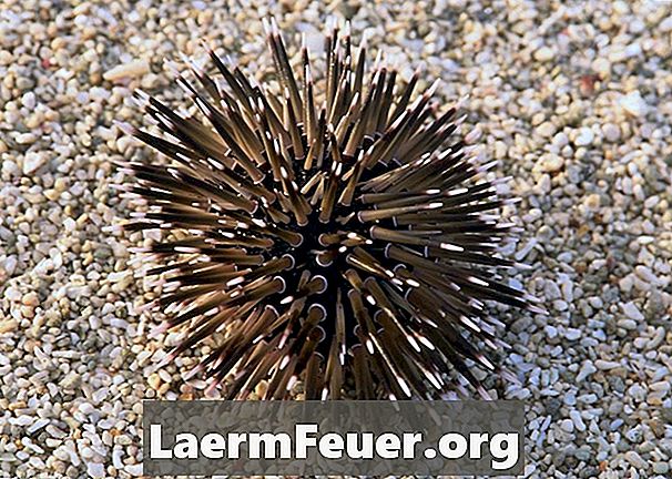 Cara Memasak Urchin Laut