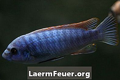 얼룩말 - 푸른 얼음 cichlid 물고기를 만드는 방법