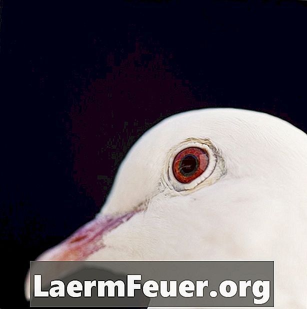 Comment reproduire en captivité la colombe de l'espèce Streptopelia capicola