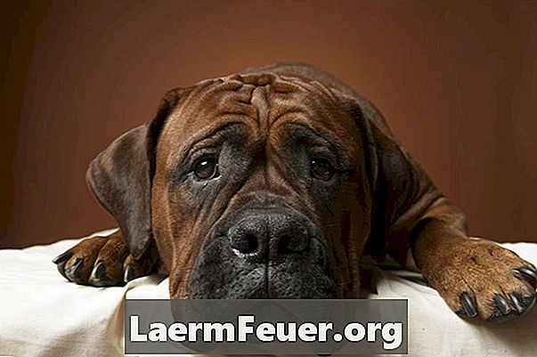 Como cuidar de um cão recentemente castrado que está vomitando ou com diarreia