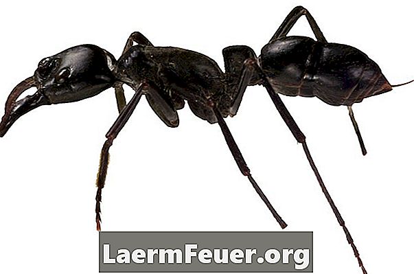 Wie man gut auf eine Ameisenzucht aufpasst
