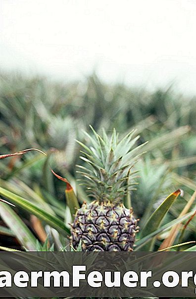 Jak pečovat o okrasné ananasy