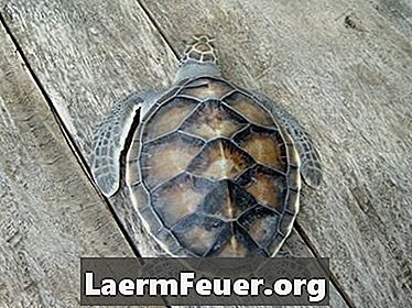 Hoe te zorgen voor aquatische schildpadden