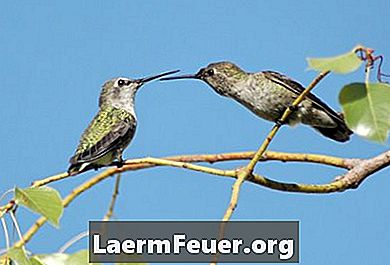 Jak se starat o dítě kolibřík