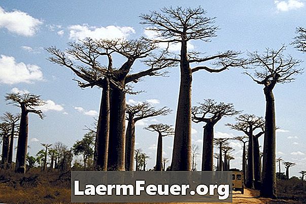 Kako skrbeti za baobabski bonsaj