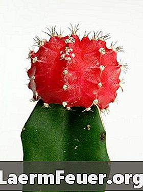 Come prendersi cura di un cactus al coperto