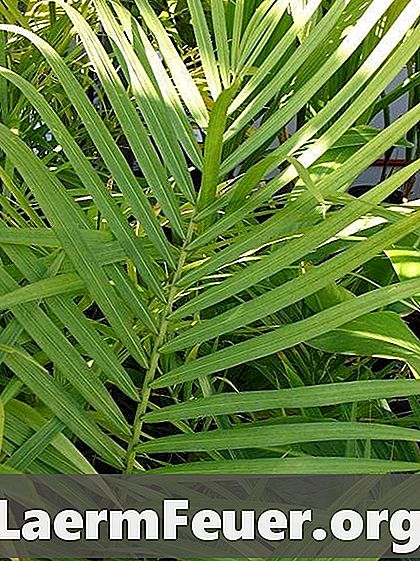 Comment prendre soin d'un palmier