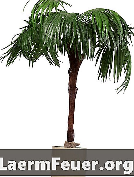 Como cuidar de uma palmeira de vaso