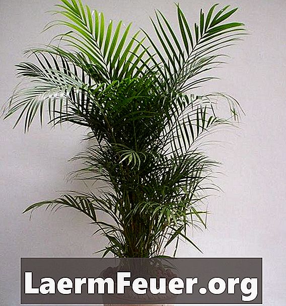 Como cuidar de uma palmeira ráfis