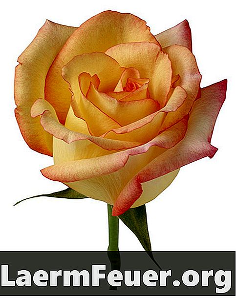 Hoe zorg je voor een Vineyard Rose in a vase