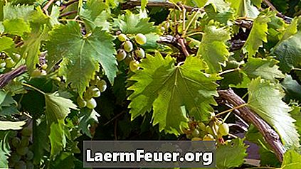Як доглядати за виноградними лозами
