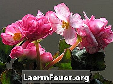 Ako pestovať begónie v kvetináčoch