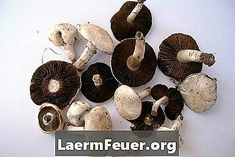 Як виростити гриби з спор