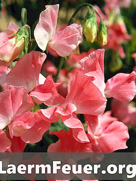 Como cultivar ervilha-de-cheiro (Lathyrus odoratus)