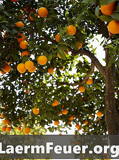 Hur odlar citrusfrukter i krukor
