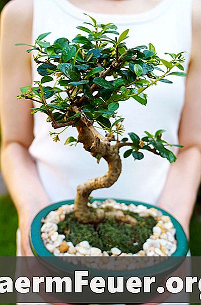 Hoe mos groeien voor bonsai