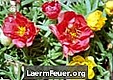 Comment cultiver onze heures (Portulaca grandiflora)