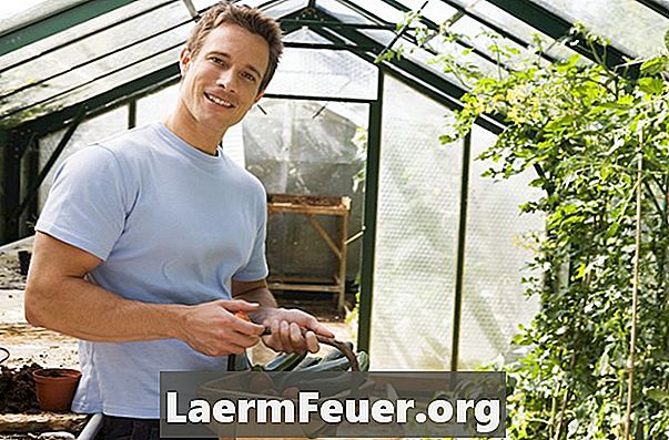 Ako pestovať uhorky v skleníkoch