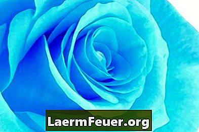 Kā augt zilās rozes