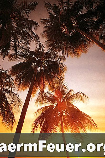 Hvordan vokse cica palmfrø for maksimal vekst