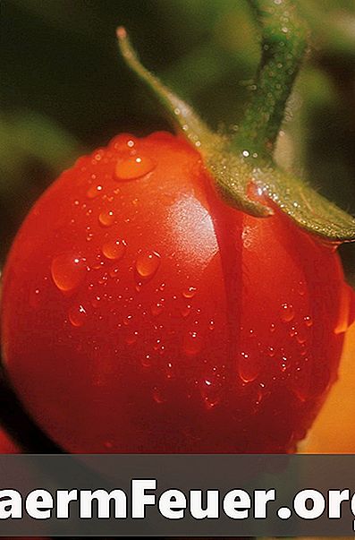 Sådan dyrker du tomater og peber indendørs med kunstig belysning