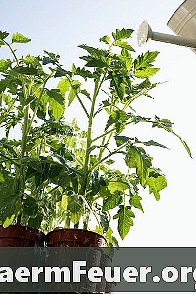 Hvordan dyrke tomater på balkongen din