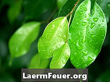 Hvordan dyrkes en Ficus benjamina?