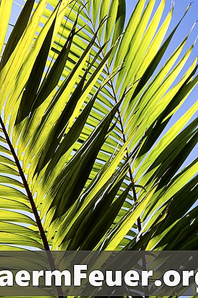 Cómo cultivar una palmera-sagu a partir de la muda