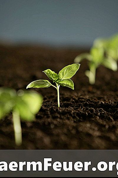 Jak pěstovat kozlík ze semen