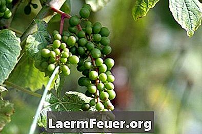 Kuidas kasvatada viinapuid vaasides