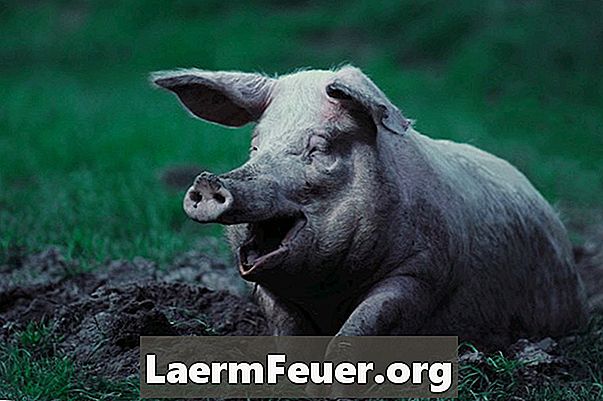 Hoe rauw varkensvlees te genezen