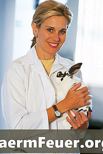 Hoe mijn Pasteureosis konijn te genezen