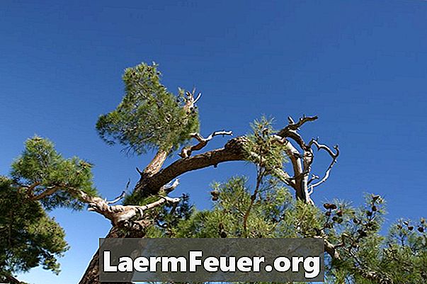 Comment guérir un arbre avec une branche cassée