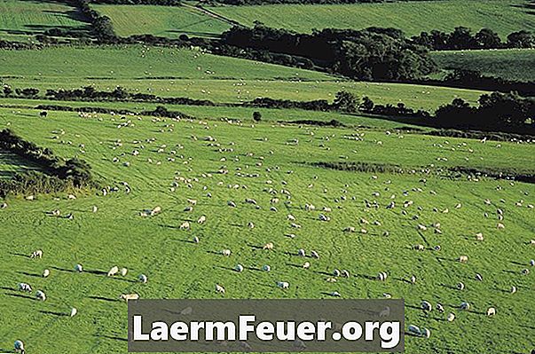 Как наслаждаться собственной овечьей шкурой