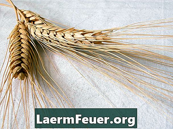 Kuidas käsitsi korjatud nisu lahutada ja sõeluda