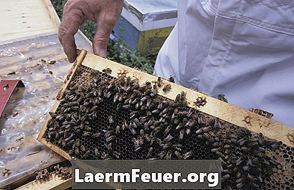 Como derreter e limpar cera de abelhas