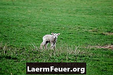 איך לגמול כבשים יתומות מחלב