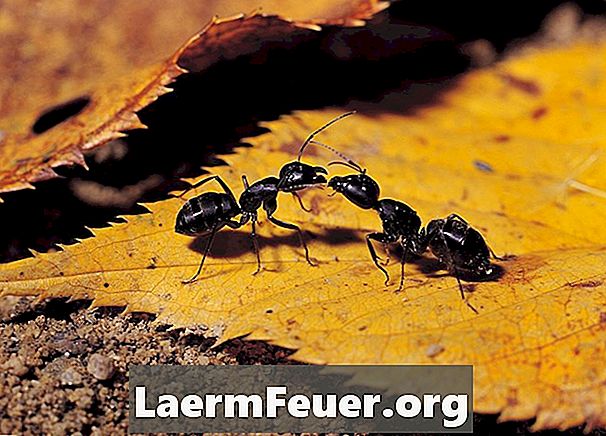 Как контролировать заражение муравьев гидратной известью