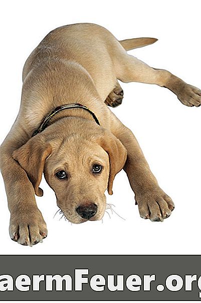 Hypothyreose und fokale Anfälle bei Hunden