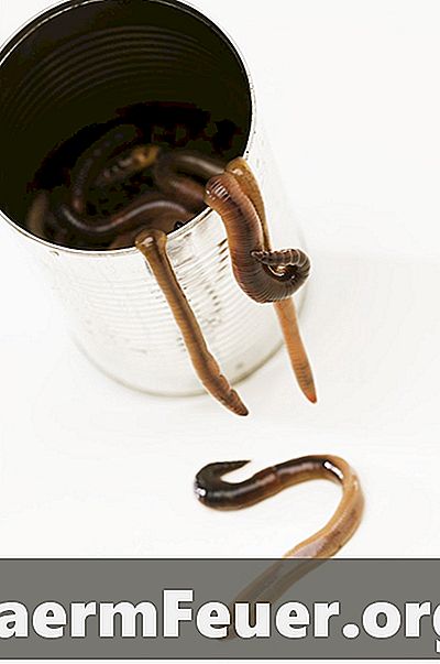 Как рассечь червя