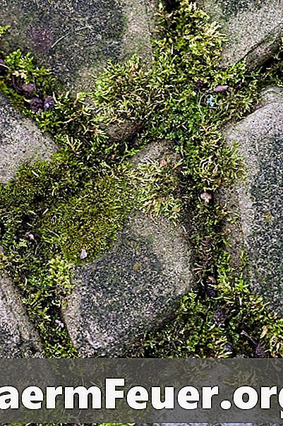 Comment éliminer les algues et la mousse des murs extérieurs à l'aide d'eau de Javel