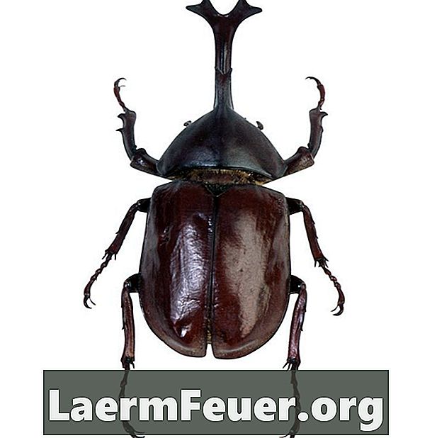Bagaimana untuk menghapuskan kumbang Jepun?